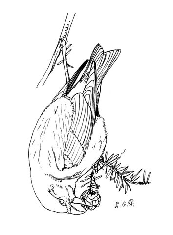 Red Crossbill Coloring Page